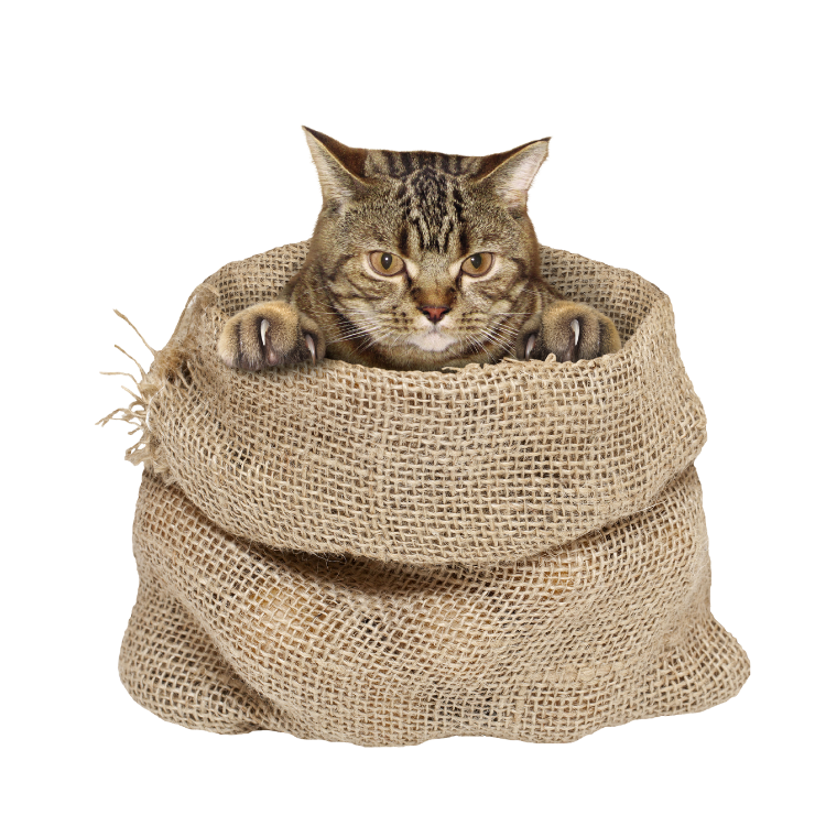 katze im sack